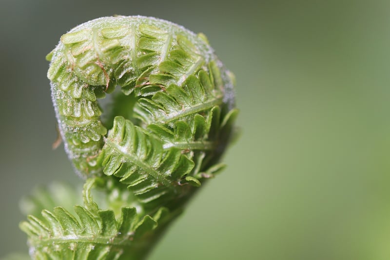 Mythical Plant Care Tips