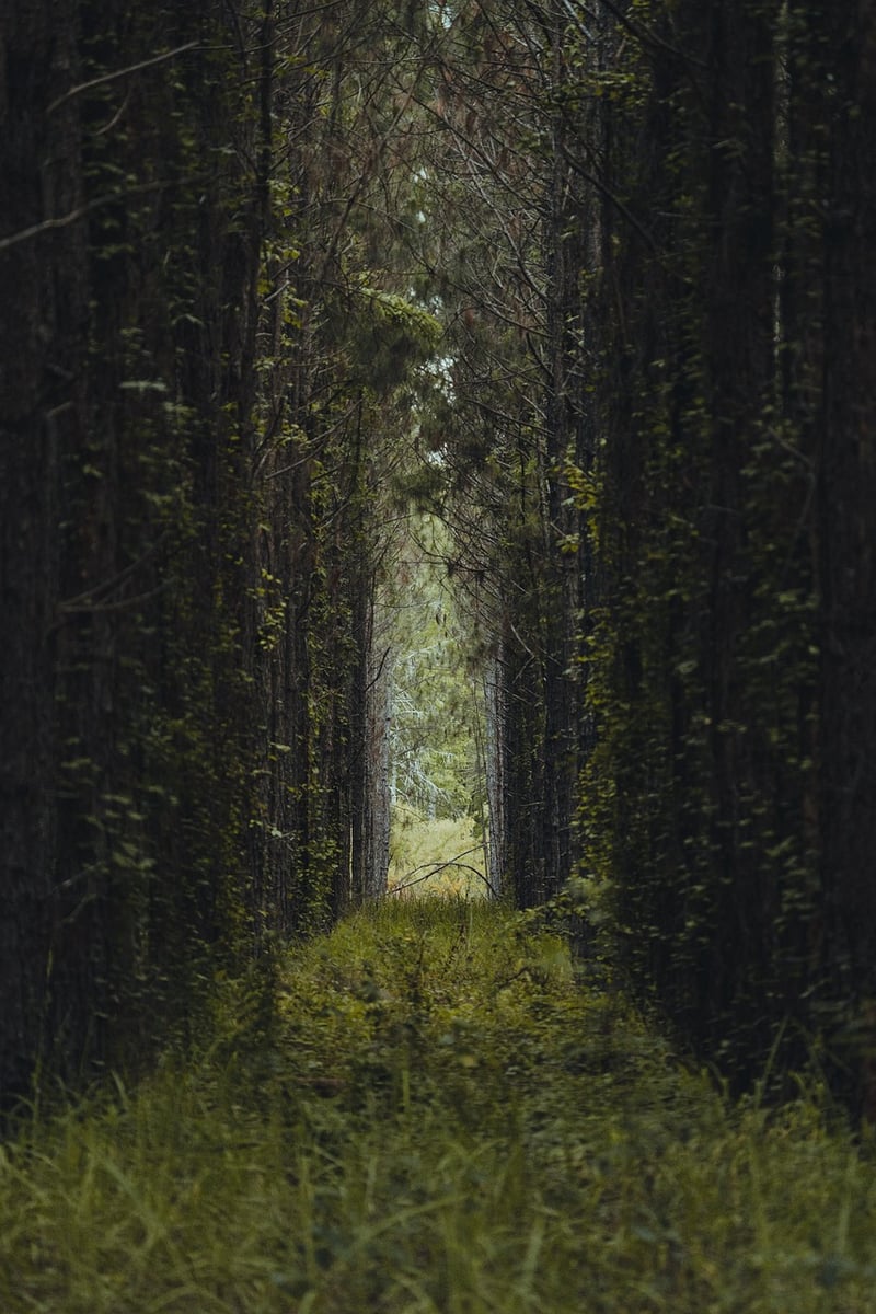 Pixie Pathway Ideas